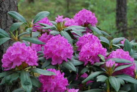 RHODODENDRON- Rhododendron chrysanthum- Havasszépe