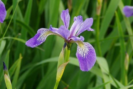 IRIS, Foltos nőszirom - Iris versicolor