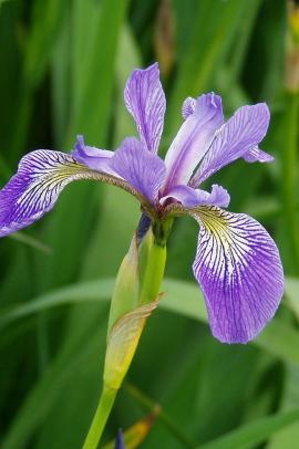 IRIS, Foltos nőszirom - Iris versicolor